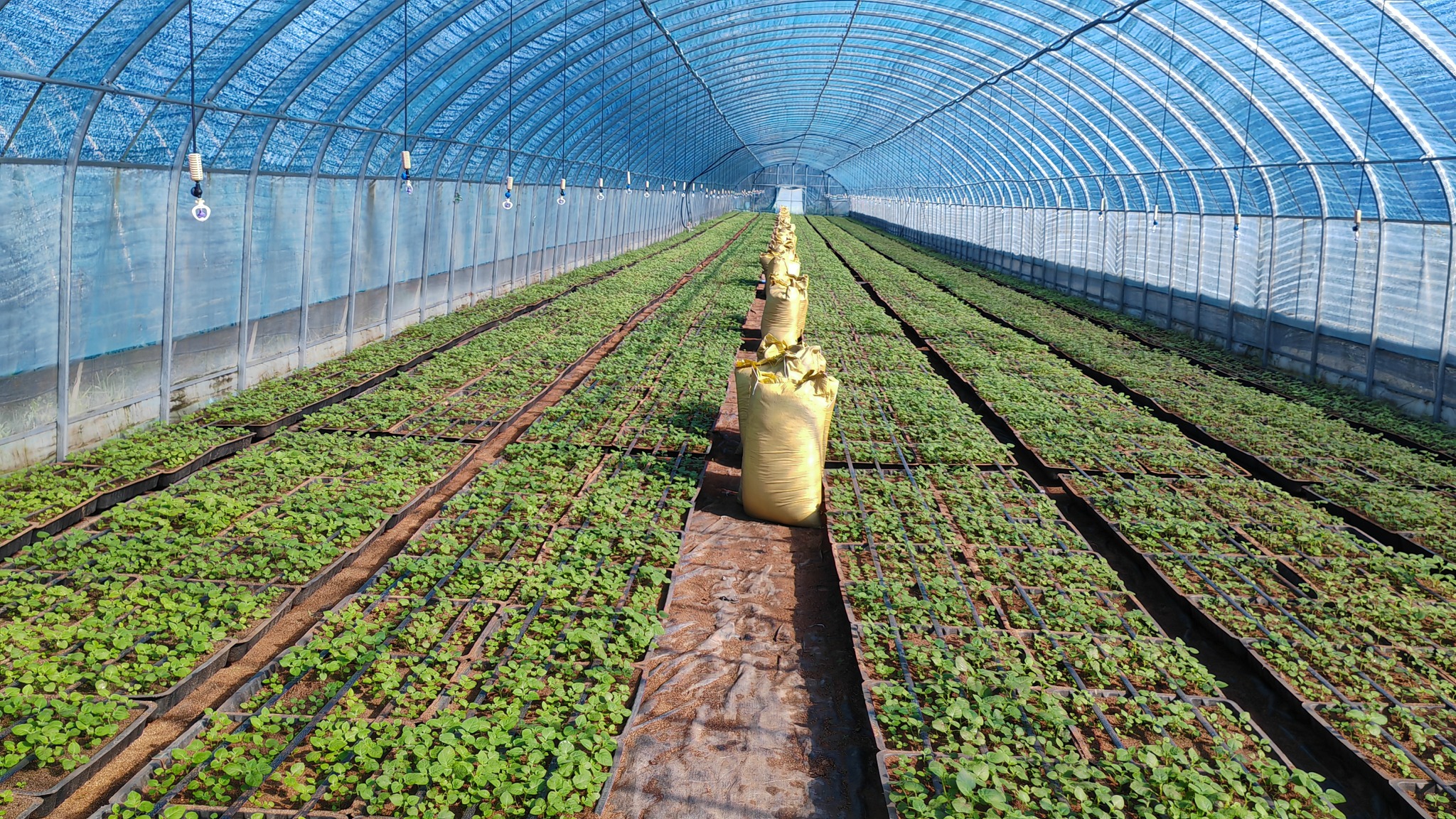 China potato-industry foundations support potato-flour and ingredient supply