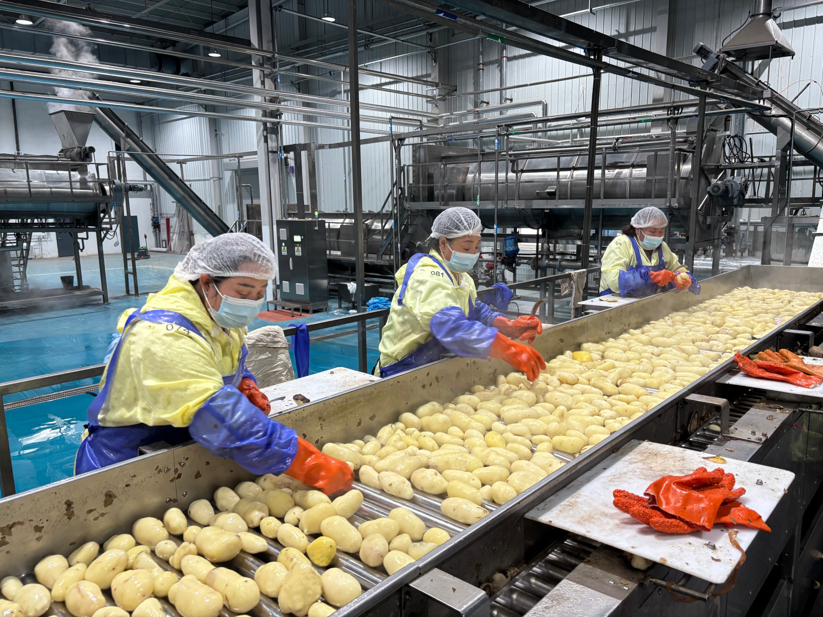 Hebei Junsheng potato raw material sorting and preprocessing line